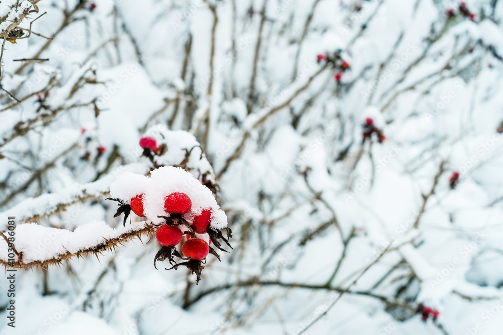 Snowy red berries of wild rose bush