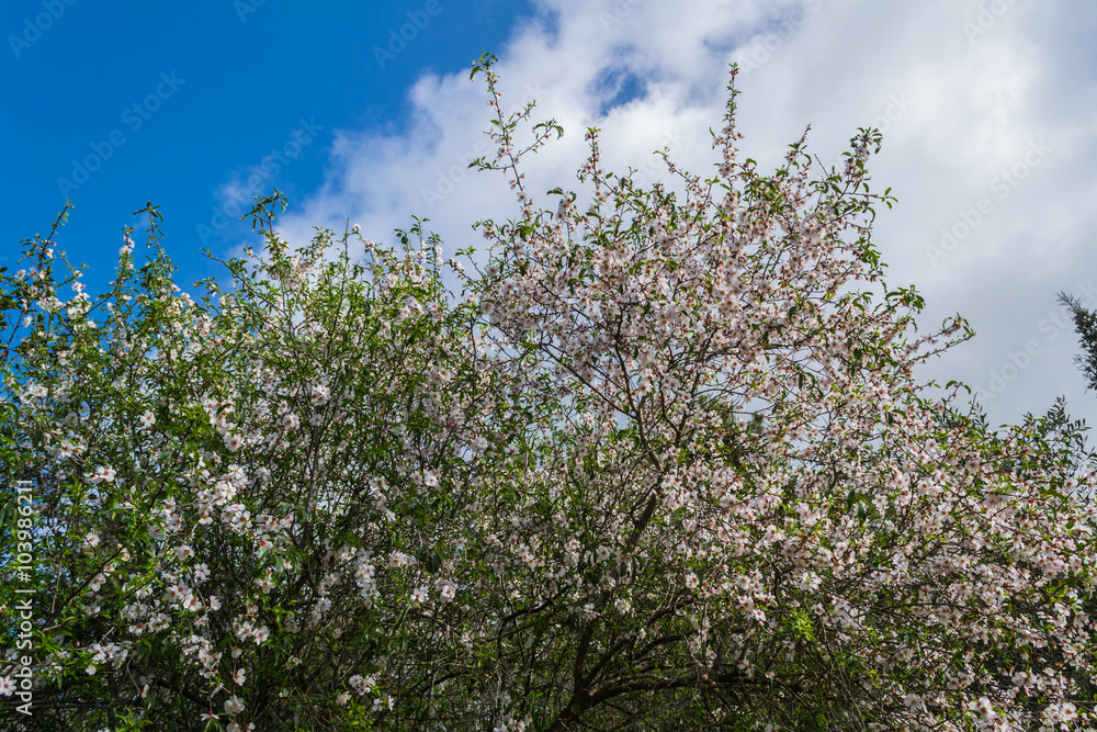 blossoming of almond-tree