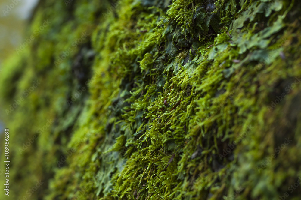 Closeup on Mossy Vegetation Outdoors