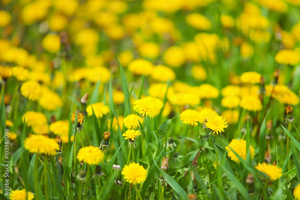 Fototapeta premium meadow with blooming dandelions