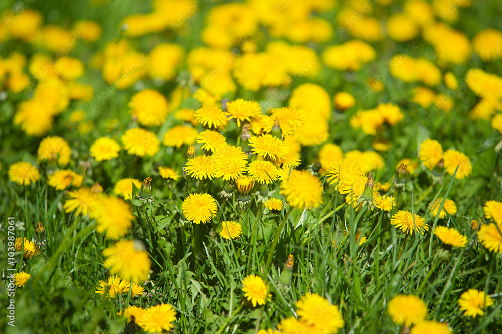 meadow with blooming dandelions