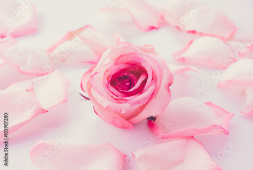 pink and white rose with petal