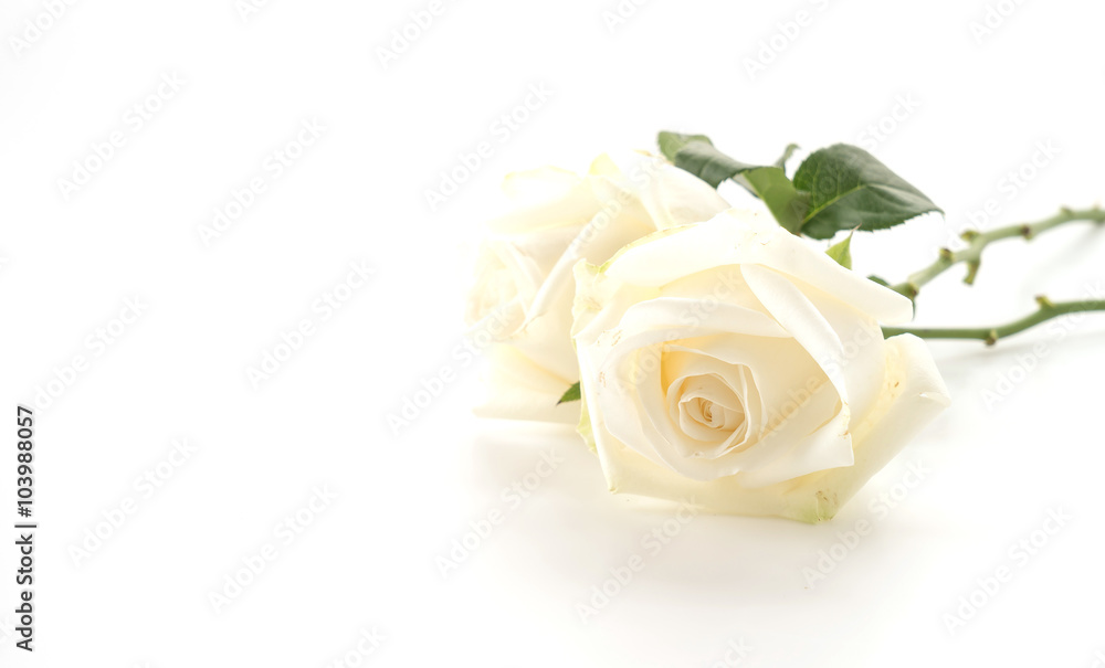 Fototapeta premium white rose