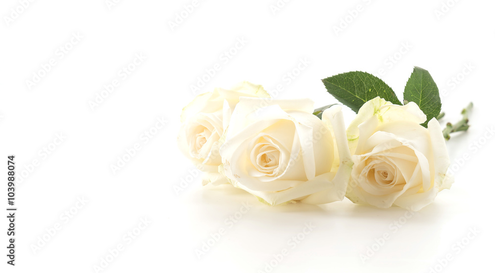 Obraz premium Biała Róża