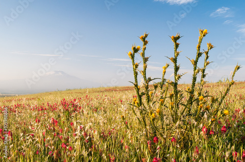 Fototapeta A plant of yellow marian cardoon and sulla flowers in the fields of the Catania