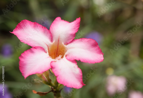pink Plumeria flowers