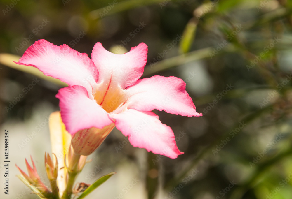 Fototapeta premium pink Plumeria flowers