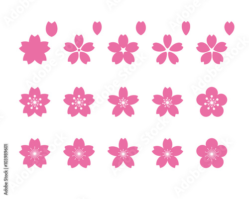 桜の花