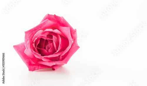 pink rose