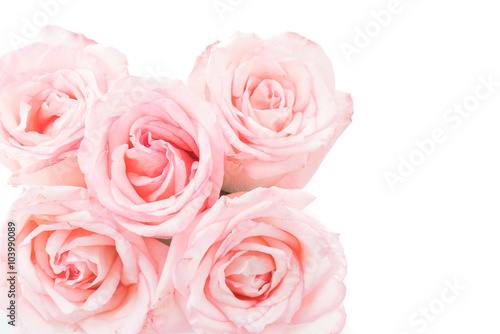 pink and white rose