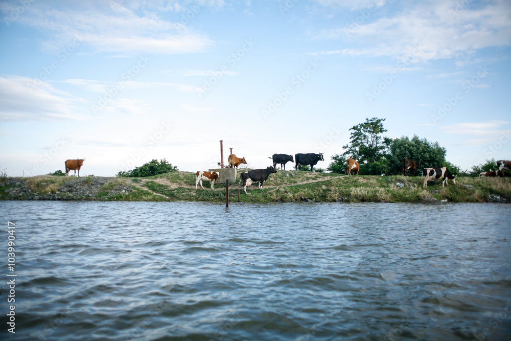 Cows by the river
