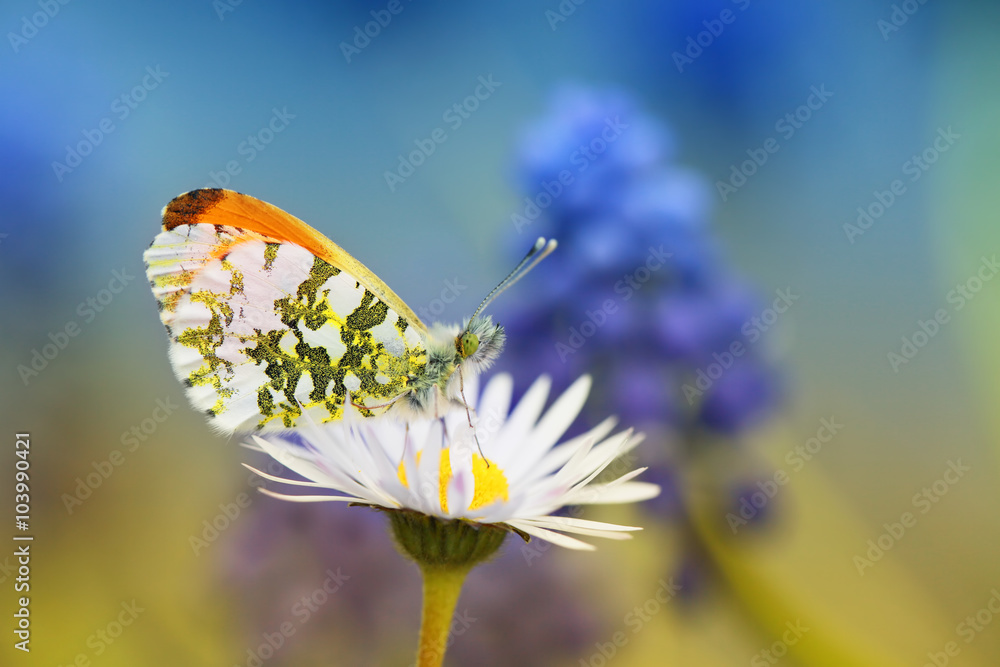 Zapach nektaru - obrazy, fototapety, plakaty 
