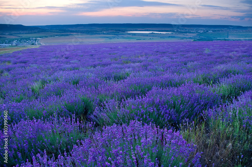Summer meadow of lavender at sunset
