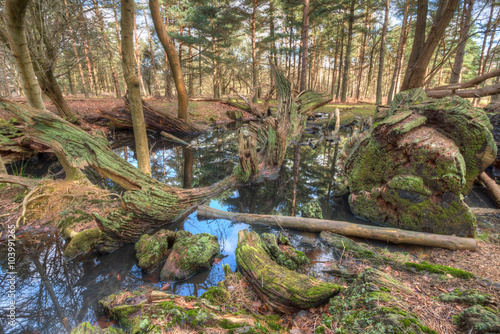 Trees in a Pond