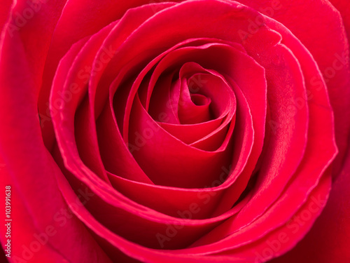 Close up red rose 1