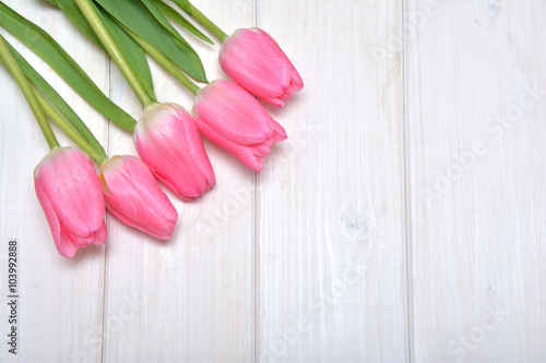 Fototapeta Naklejka Na Ścianę i Meble -  Pink tulips on the white background