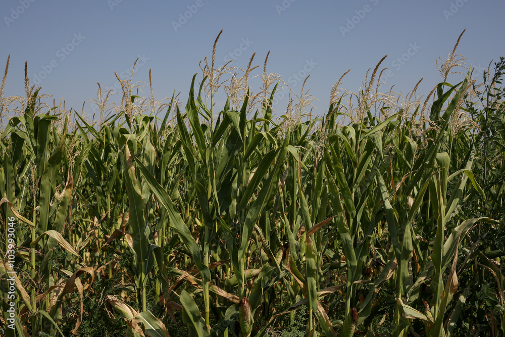 Fototapeta premium Corn field