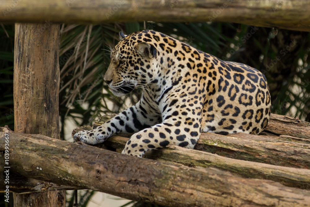 Fototapeta premium Jaguars in Captivity