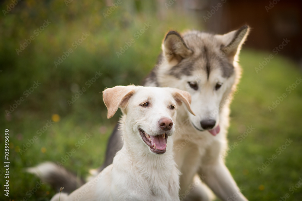 Alaskan Malamute and other dog Alaskan Malamute and other dog