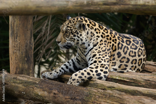 Jaguars in Captivity