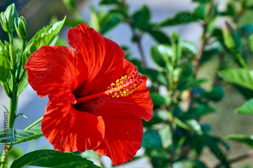 red Hibiscus flower on Kos island in Greece.
