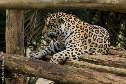 Jaguars in Captivity © Pedro H C Pinheiro