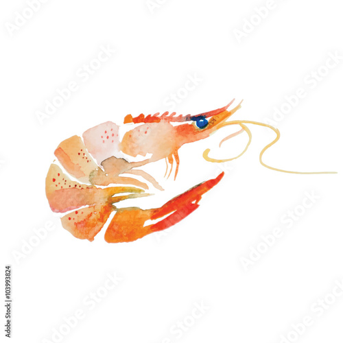 Watercolor shrimp.