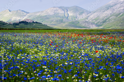 Obraz na plátně Flowering in Castelluccio di Norcia, Umbria, Italy.