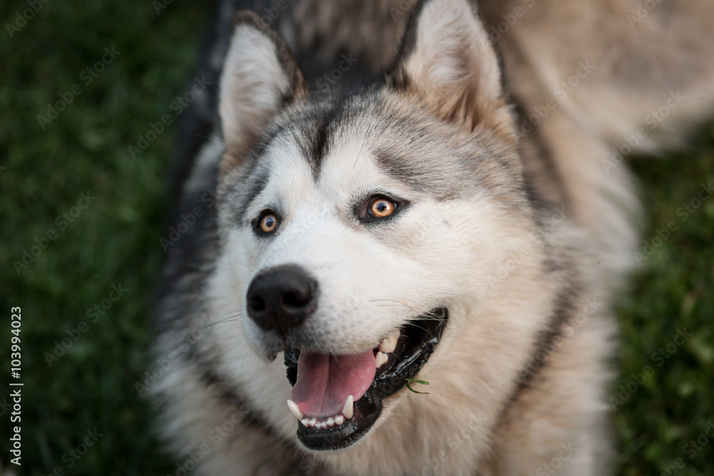 Alaskan Malamute Alaskan Malamute