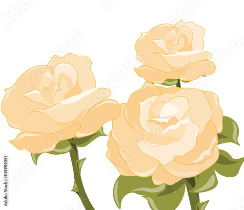 Yellow roses background. Vector