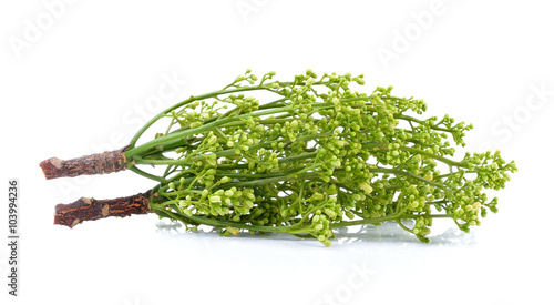 Siamese neem tree, Nim, Margosa, Quinine