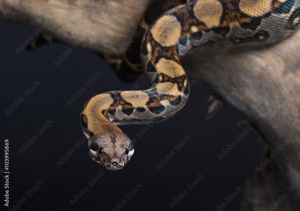 Obraz premium Beautiful snake on a black background