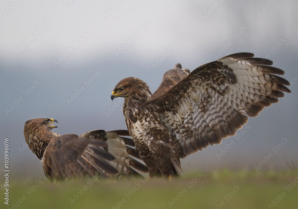 Two common buzzard fighting for food, clean background, Hungary, Europe