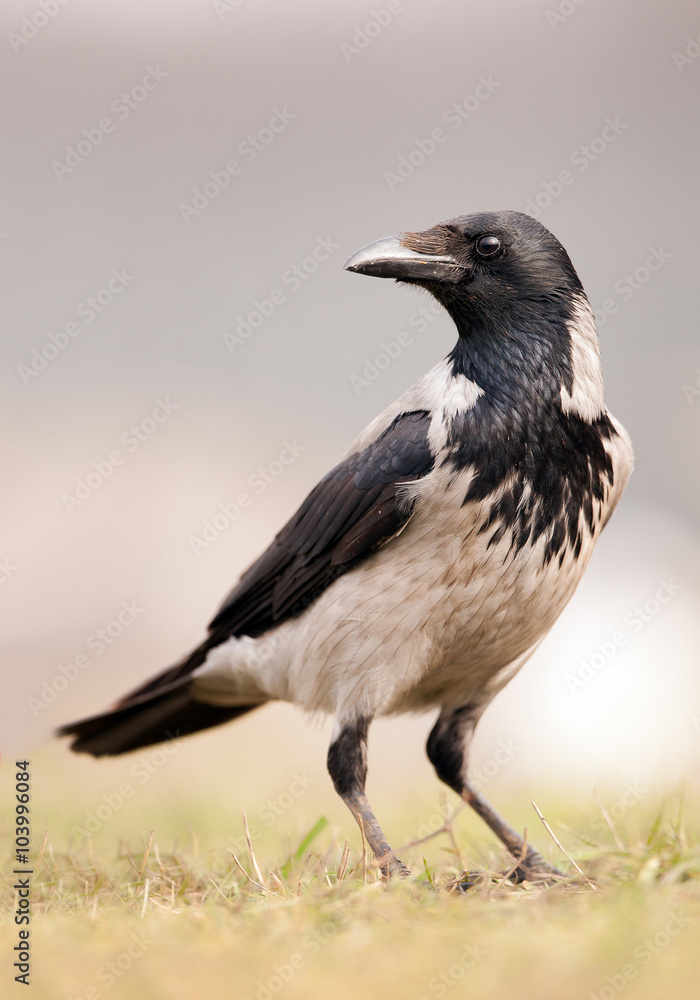 Grey crow closeup with clean background, Hungary, Europe Grey crow closeup with clean background, Hungary, Europe