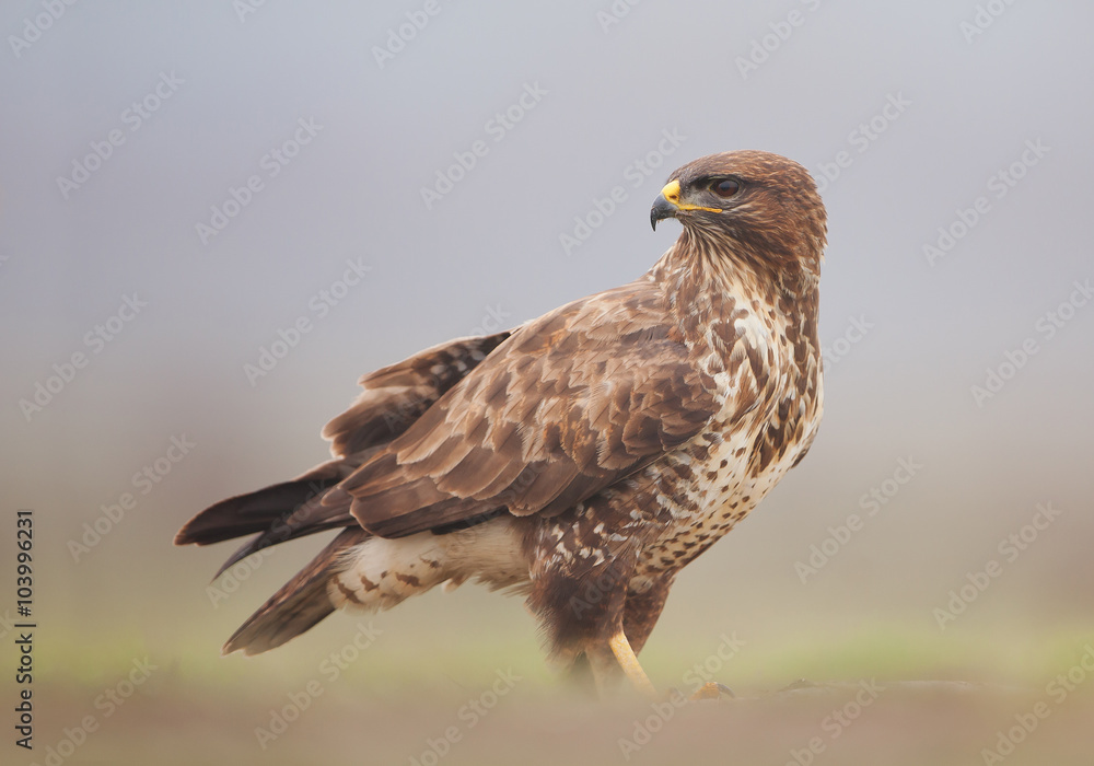 Common buzzard standing in the grass with clean background, Hungary, Europe Common buzzard standing in the grass with clean background, Hungary, Europe