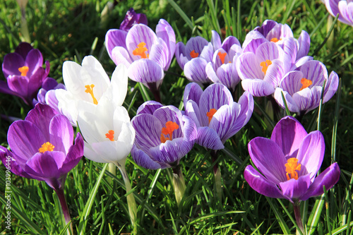 Fototapeta Naklejka Na Ścianę i Meble -  Crocuses on a field
