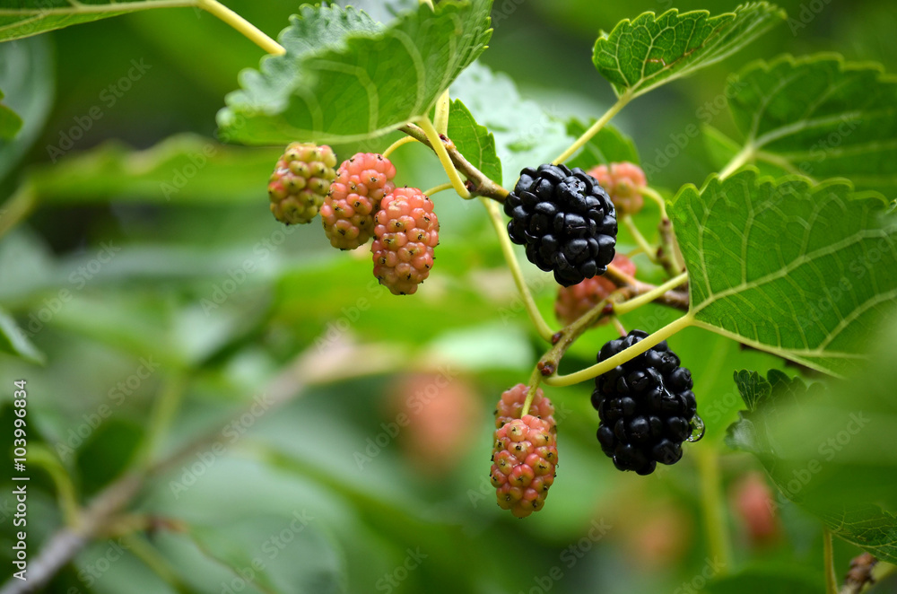 Mulberry fruit on the tree after rain Mulberry fruit on the tree after rain