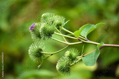 Inflorescence of burdock cocklebur with spines closeup Fototapet