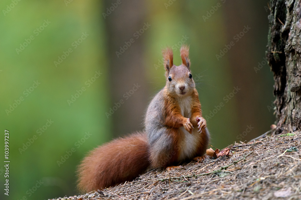Red Squirrel posing on the pine needles near a tree Red Squirrel posing on the pine needles near a tree