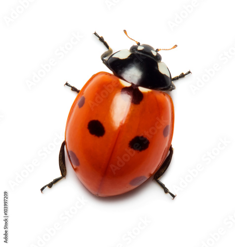 Obraz na płótnie Ladybug