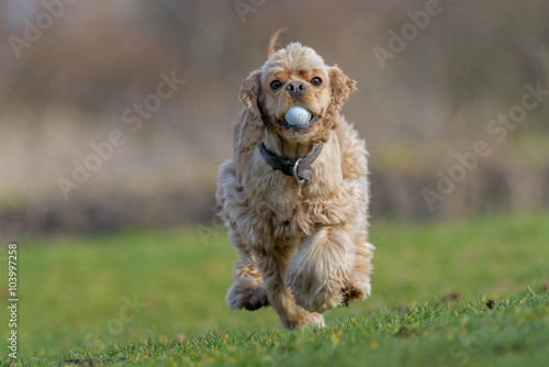 Running American Cocker Spaniel with a golf ball in his mouth