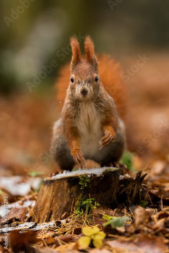 Red Squirrel portrait on the stump
