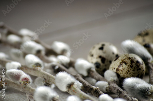 Fototapeta Naklejka Na Ścianę i Meble -  Easter composition - quail eggs and blooming willow