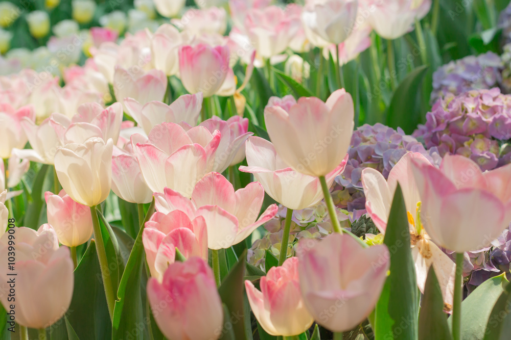 Colorful tulip flower Colorful tulip flower
