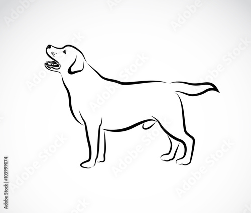 Vector image of an dog labrador on white background