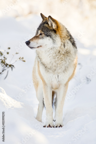 Beautiful wolf standing in the snow