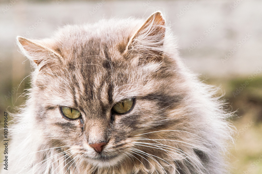 Obraz premium portrait of a beautiful fluffy cat