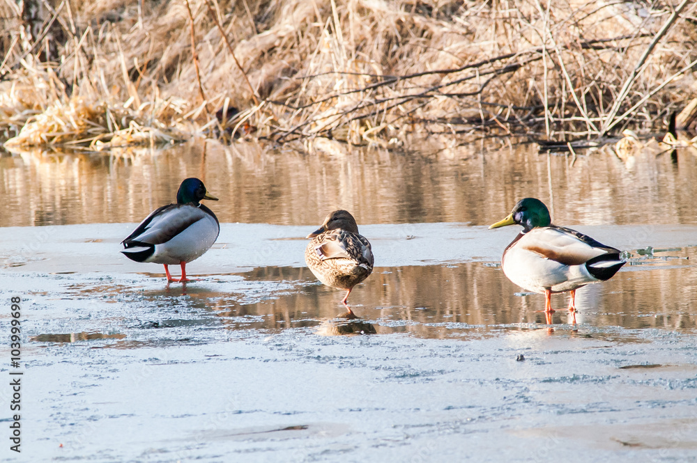 Naklejka premium Duck on the water at sunset