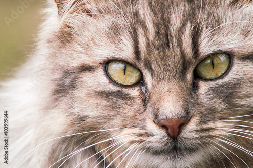 portrait of a beautiful fluffy cat