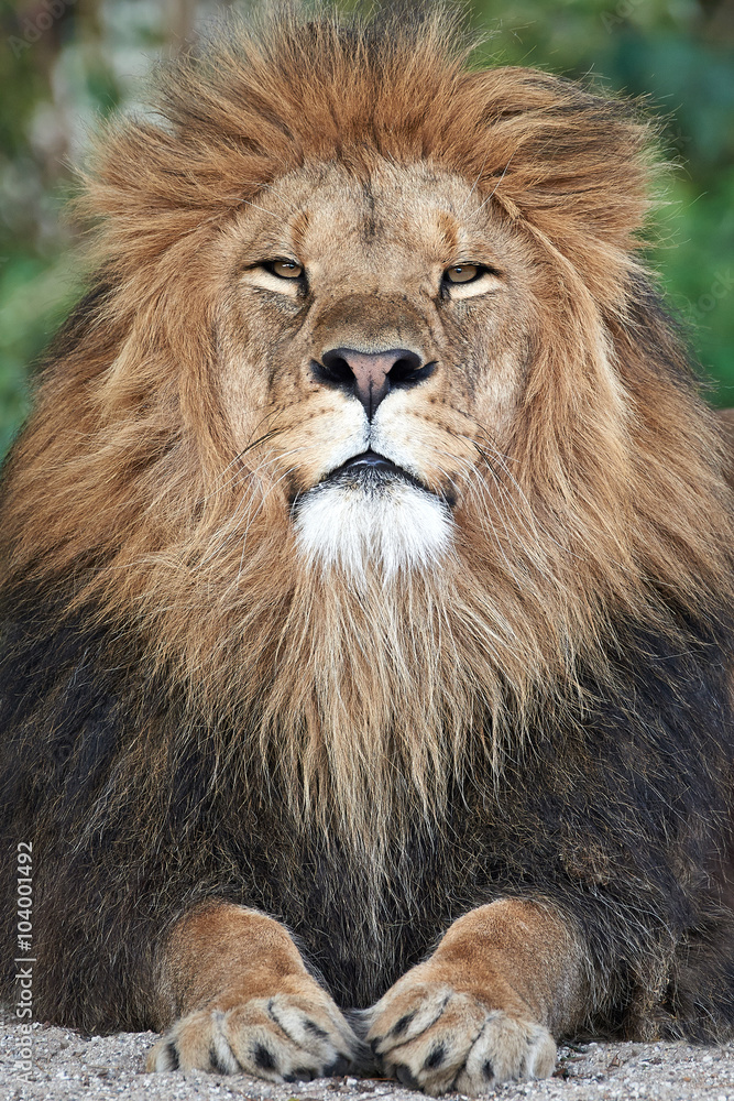 Lion (Panthera leo)